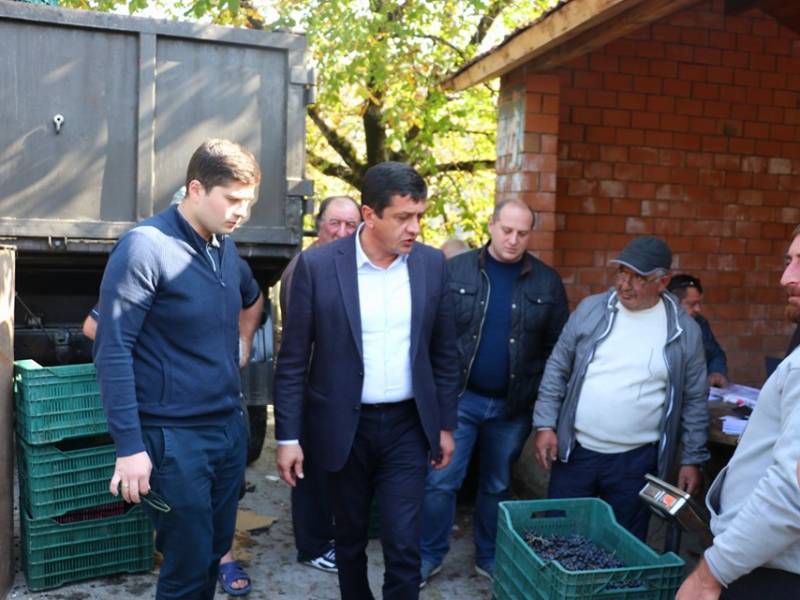 ცაგერის მუნიციპალიტეტში რთველი აქტიურ ფაზაში გადადის